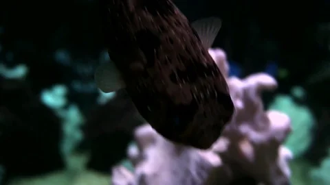 FISH TANK 스톡 동영상 74977809