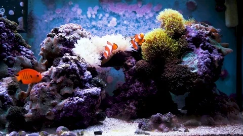 Fish tank Stock Footage 83632281