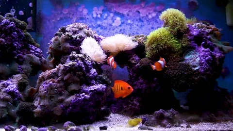 Fish Tank Stock Footage 83632294