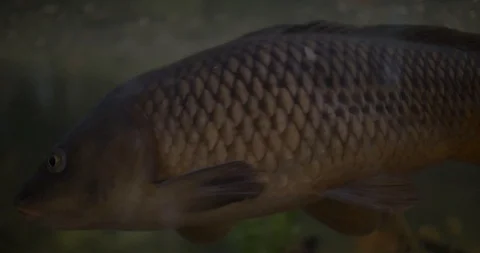 Fish Tank Stock Footage 91749438