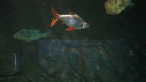 Fish in tank Stock-Footage 103106248