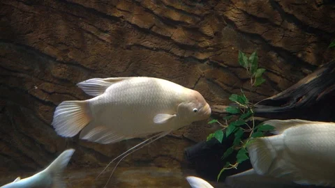 Fish in tank Stock-Footage 103107696