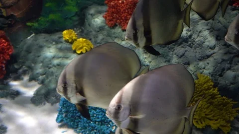 Fish in tank Stock-Footage 103136399