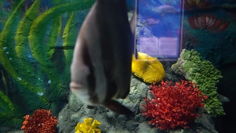 Fish in tank Stockbeeldmateriaal 103136445