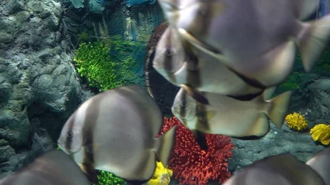 Fish in tank Stock-Footage 103136504