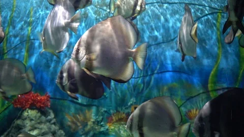 Fish in tank Stockbeeldmateriaal 103137919