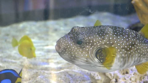 Fish tank Stock-Footage 103699003