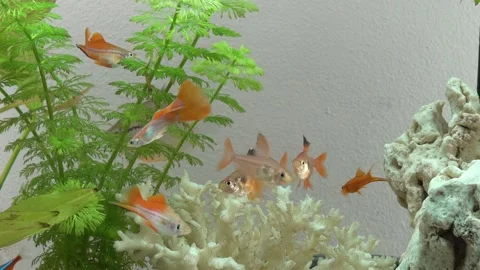 Fish in a tank Video stock 142581842