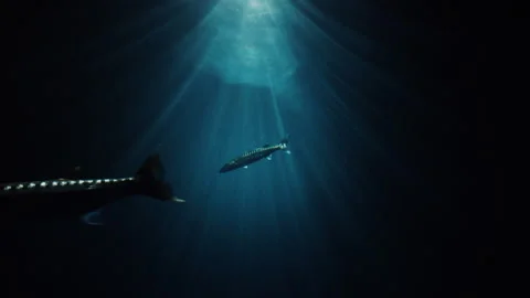 Fish Tank Stock Footage 148543707