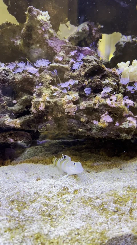 Fish tank Stock Footage 167560366