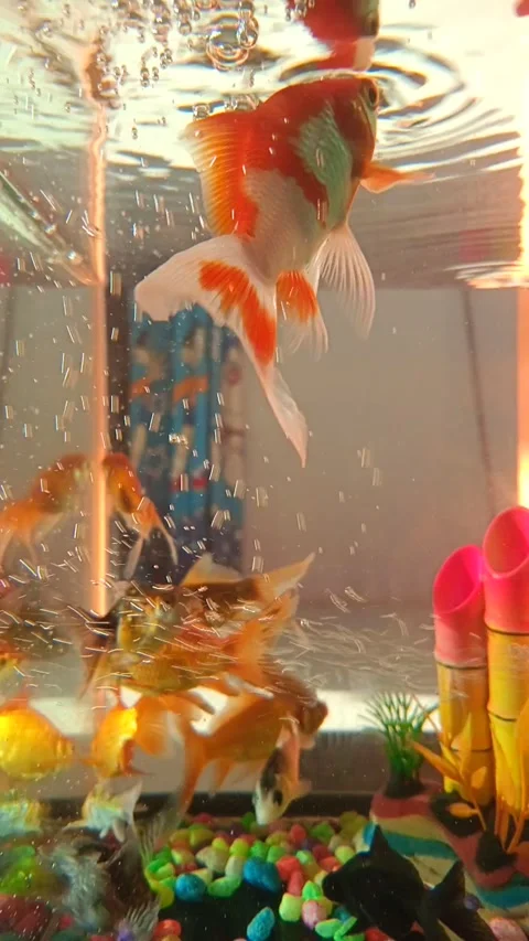 Fish in tank Video stock 209400758