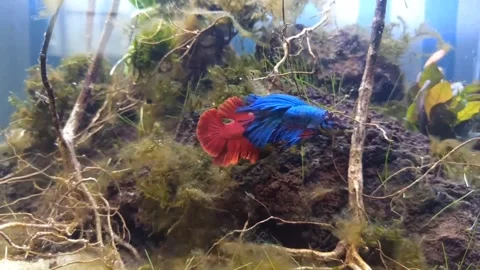 Fish tank Stock Footage 219851566