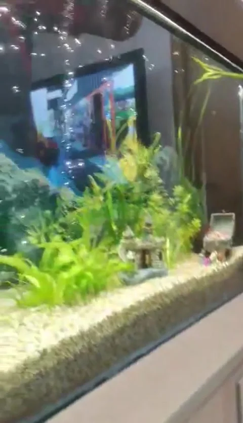Fish Tank Stock Footage 258136562