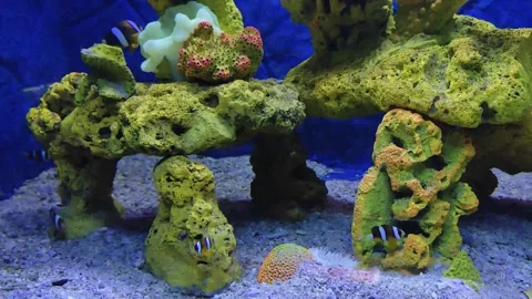Fish on tank Stock Footage 313300218