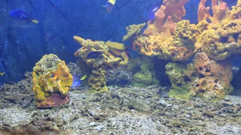 Fish on tank Stock Footage 313300228