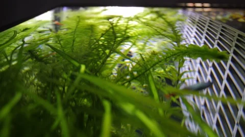 Fish tank glass diffraction shot from the bottom to the top. The shot Stock Footage 146137140