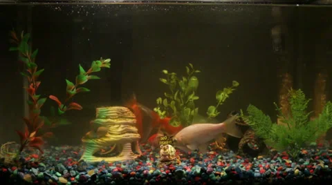 Fish Tank Lit on Dark Background Stock Footage 34244061