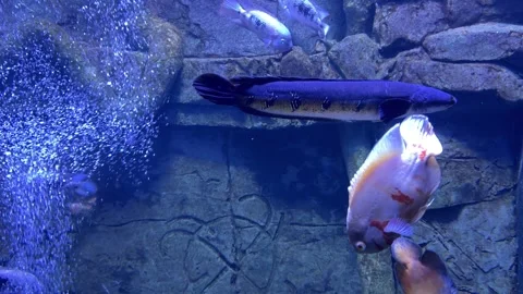 Fish tank mating ritual, channa argus and albino oscar fish courtship Stock Footage 312705528