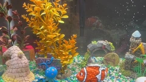 Fish tank in normal speed Stock Footage 276700077