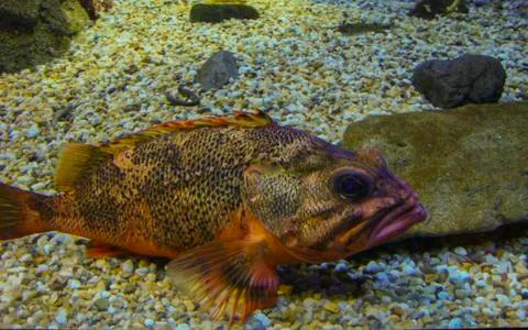 A fish in a tank Stock Photos