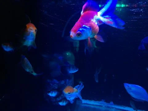 Fish in the tank 库存照片
