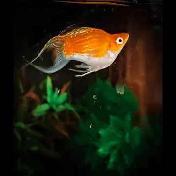 Fish in tank. Stock Photos
