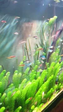 Fish Tank Stock Photos