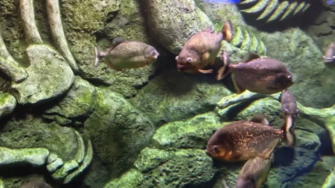 Fish tank with school of piranhas, slow motion Stock Footage 324805341