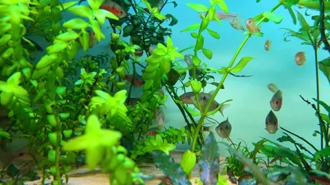 Fish tank with several fish, water plants surrounding Stock Footage 257612937