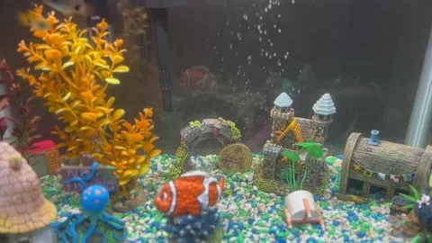 Fish tank with a short slow motion shot Stock Footage 276700083