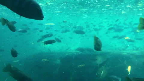 Fish Tank Time-Lapse Stock Footage 252149338