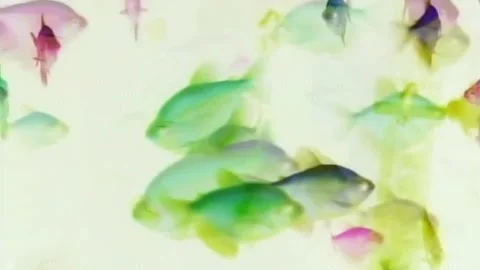 Fish tank transparent Stock Footage 155349358