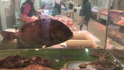 Fish in a Tank at Tsukiji Stock Footage 153270551
