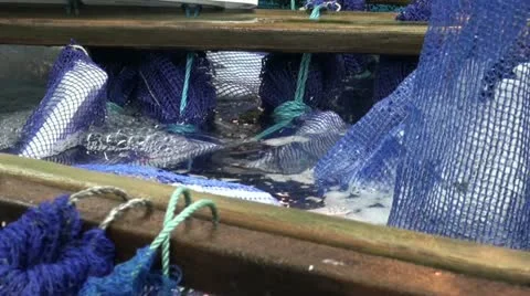 Fish tank at Tsukiji market Stock Footage