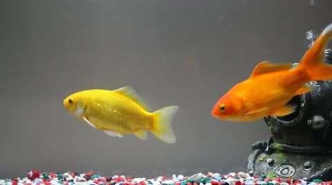 Fish tank with two Goldfish swimming / Fishtank Stock Footage