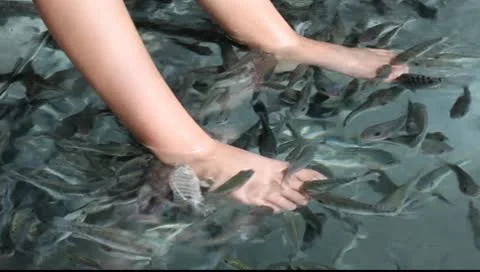 Fish tank_LDA N 00596 Stock Footage 10260787