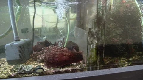 Fish tanks in the shop Stock Footage 93528487