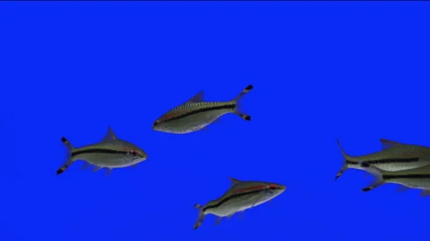 Fish team 動画素材 242072162