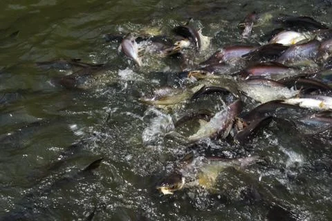 Fish is teeming in the water of the river Stock Photos