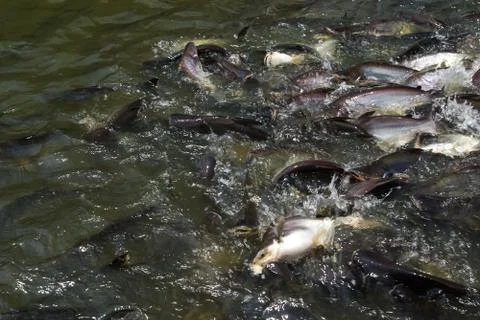 Fish is teeming in the water of the river Foto stock