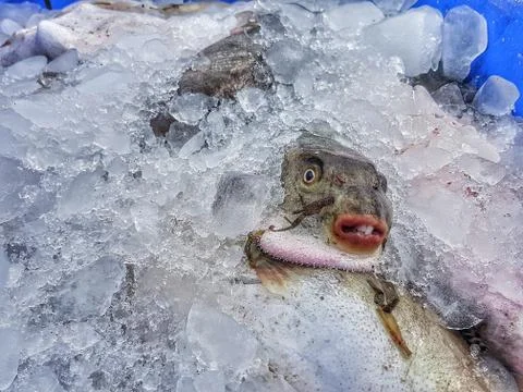 Fish with teeth 스톡 사진