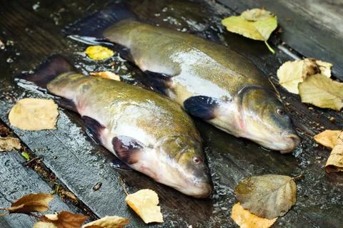 Fish tench Foto stock