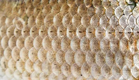 Fish texture as a background Foto stock