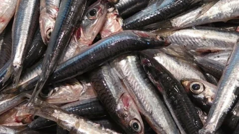Fish texture in the kitchen Stock Footage 96182953