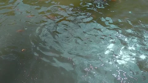 Fish in th pond Stock Footage 305332643