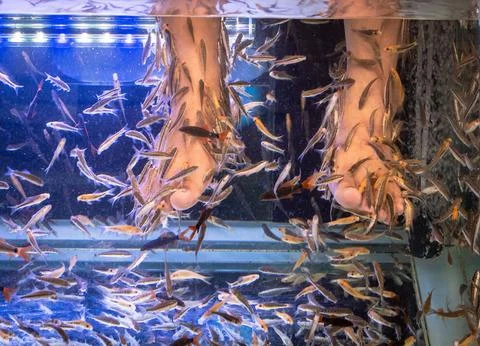 Fish therapy by doing fish spa with Garra Rufa fish or Doctor fish. Stock Photos