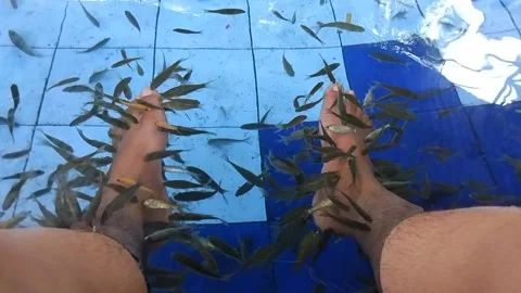 Fish therapy Stock Footage 277666181
