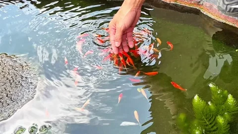 Fish therapy Stock Footage 338395531