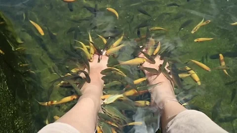 Fish Therapy1 Stock Footage 286801005