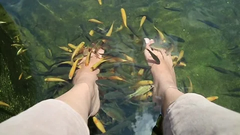 Fish Therapy2 Stock Footage 286800912
